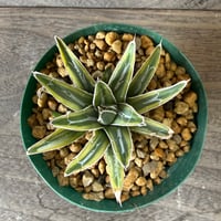 42、Agave 笹の雪錦（細葉タイプ）