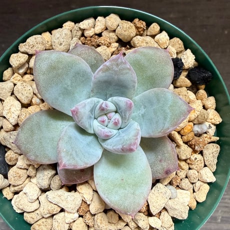 75、Echeveria ’CS-NO-01’ ’Super White’