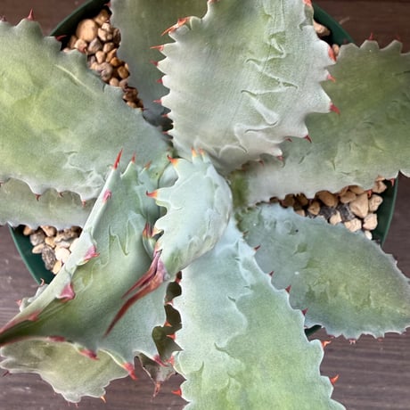 109、Agave potatorum ’Cameron Blue’
