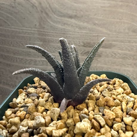 118、Haworthia sordida