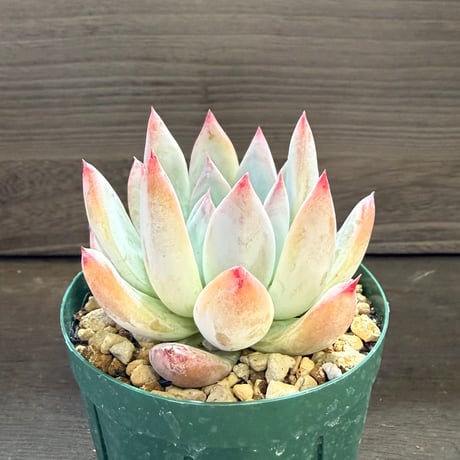91、Echeveria colorata ’Roof’