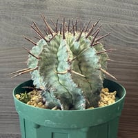 86、Euphorbia ’胴太マジョール’