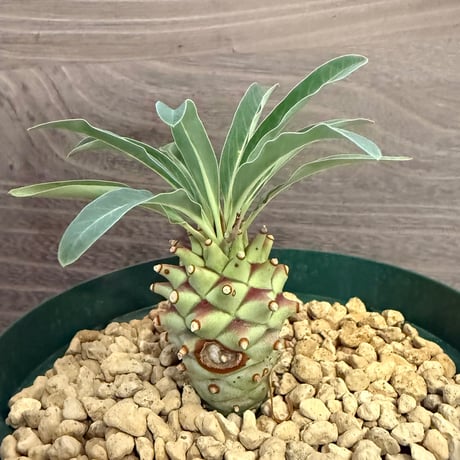 125、Euphorbia longituberculosa