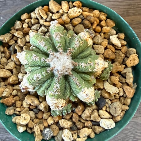 81、Aztekium 花籠（カキ仔）