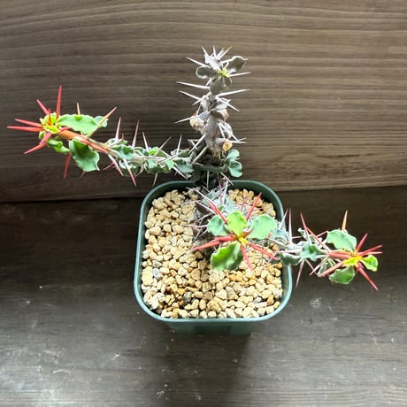 44、Euphorbia beharensis
