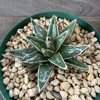 45、Agave 笹の雪NO-03