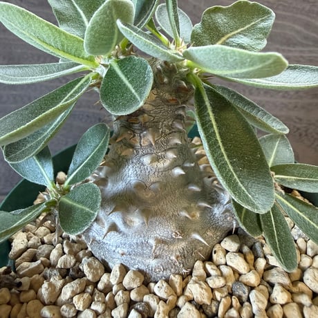 77、Pachypodium 恵比寿大黒