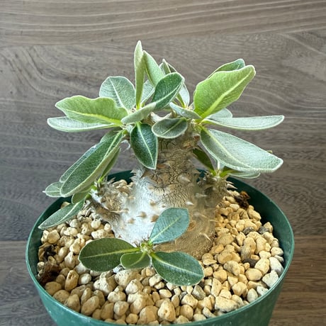 77、Pachypodium 恵比寿大黒