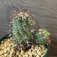 84、Euphorbia 群星冠（オス）