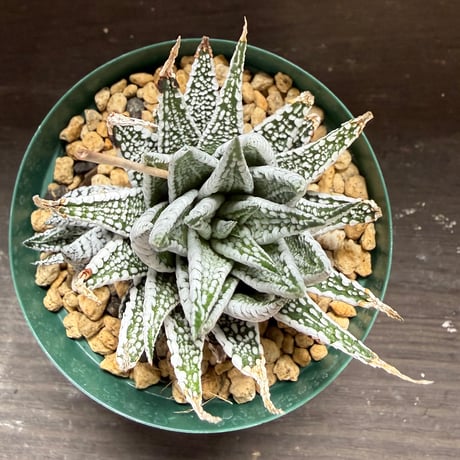 57、Haworthia 霜降り