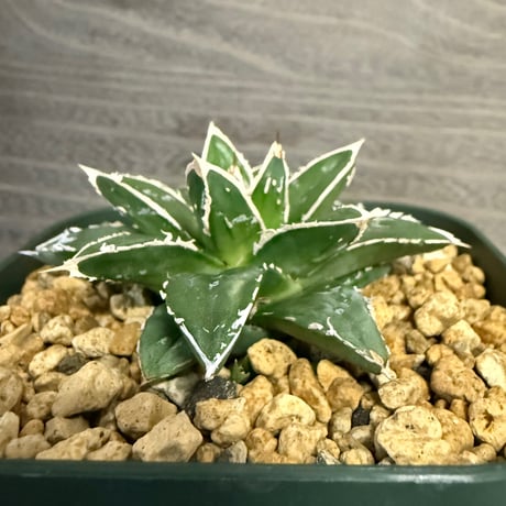 106、Agave ‘王妃笹の雪A型‘