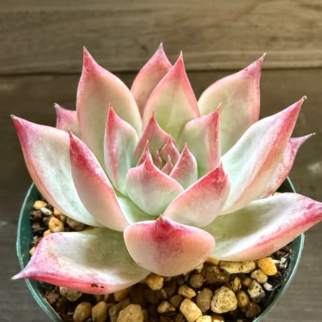 7、Echeveria colorata ’Desert Harmony’（実）
