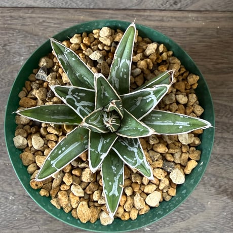 46、Agave 笹の雪NO-03