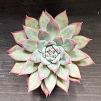 80、Echeveria lindsayana