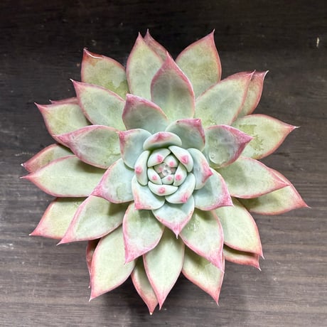 80、Echeveria lindsayana