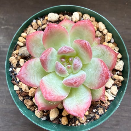 12、Echeveria colorata ’Gonta’（実）