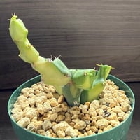 52、Euphorbia clivicola f.variegata