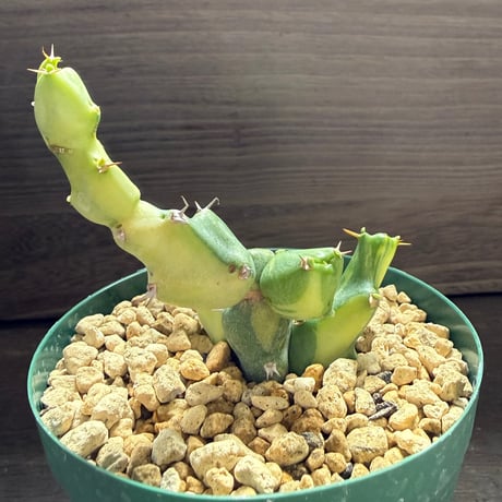 52、Euphorbia clivicola f.variegata