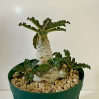 154、Dorstenia lavrani