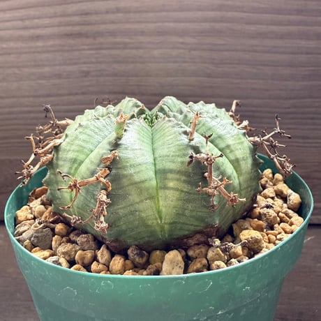 96、Euphorbia meloformis Pigeon Shooing Farm Grahamstown