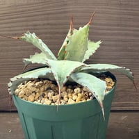 109、Agave potatorum ’Cameron Blue’
