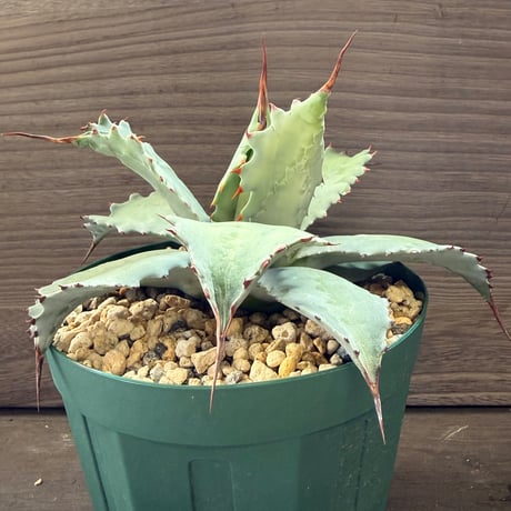 109、Agave potatorum ’Cameron Blue’