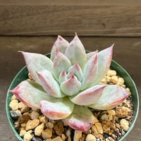 92、Echeveria colorata ’Roof’