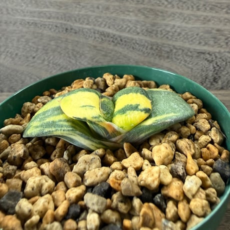 52、Gasteria 臥牛錦