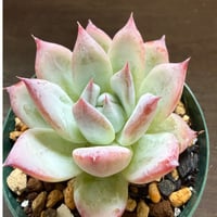 15、Echeveria colorata ’Roof’（実）