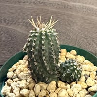 113、Euphorbia phillipsioides