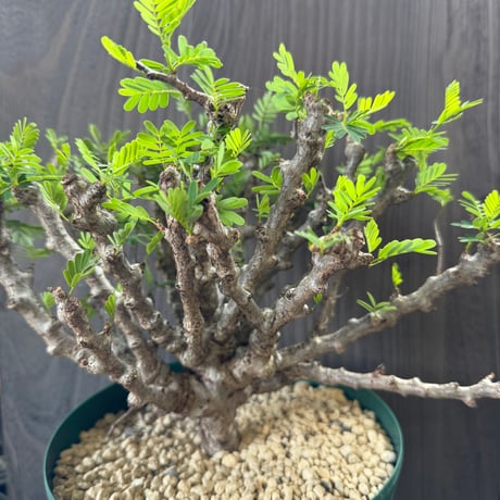 89、Senna meridionalis