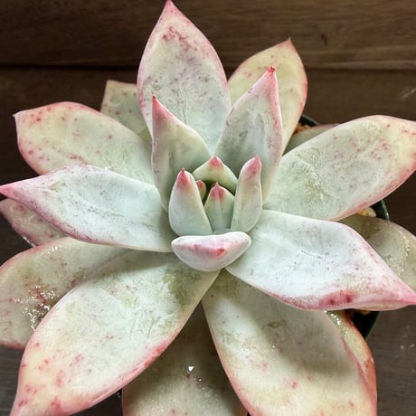 64、Echeveria ’CS-NO-09’ ’Alps’