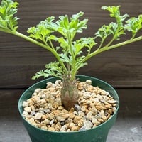 28、Pelargonium ceratophyllum