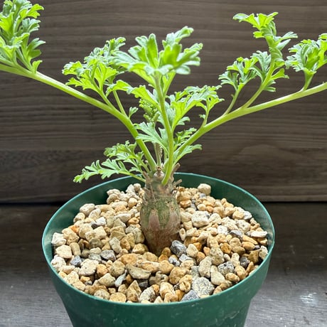 28、Pelargonium ceratophyllum