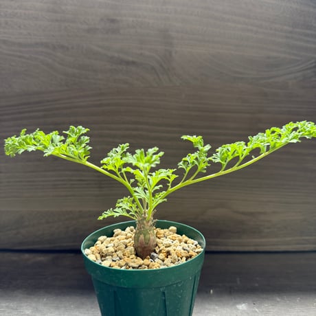 28、Pelargonium ceratophyllum