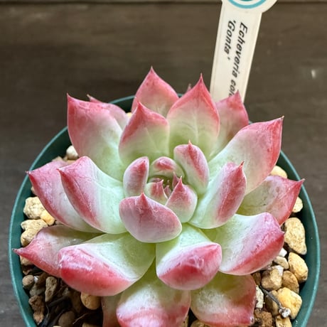 13、Echeveria colorata ’Gonta’（実）