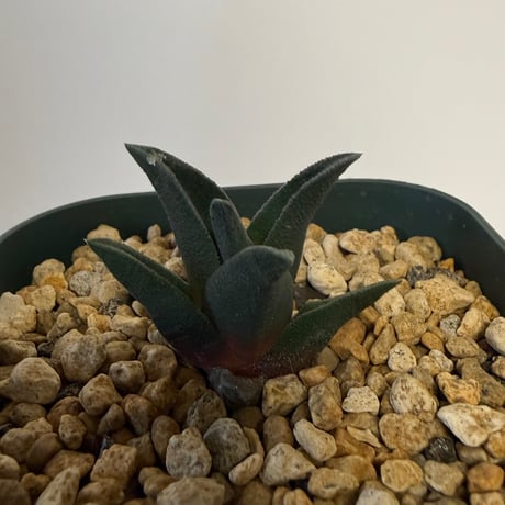 147、Haworthia sordida var.lavranii