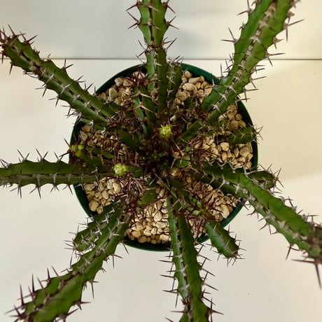 150、Euphorbia sekukuniensis