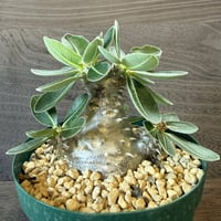77、Pachypodium 恵比寿大黒