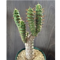 90、Eulychnia castanea var.spiralis