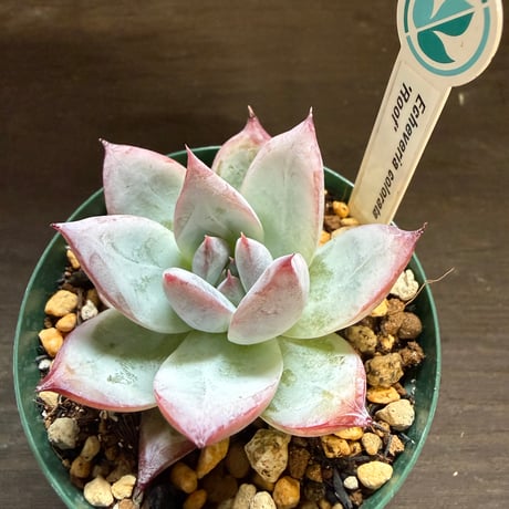 17、Echeveria colorata ’Roof’（実）