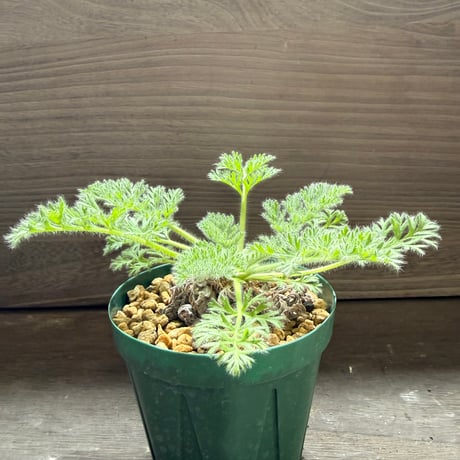 29、Pelargonium appendiculatum