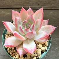94、Echeveria colorata ’Desert Harmony’