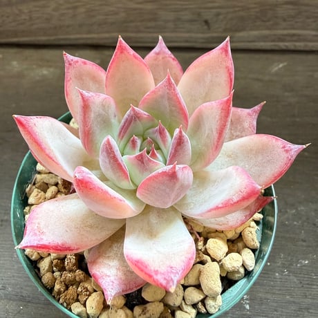 94、Echeveria colorata ’Desert Harmony’