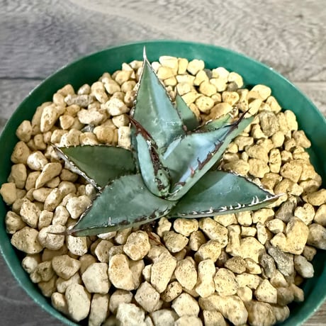 102、Agave ’笹の雪×屈原の舞扇‘