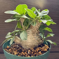 97、Pachypodium 恵比寿大黒