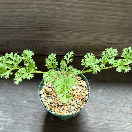 28、Pelargonium ceratophyllum