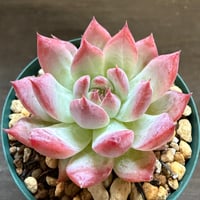 13、Echeveria colorata ’Gonta’（実）