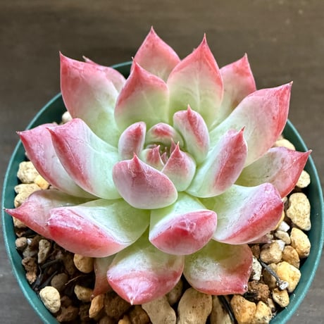 13、Echeveria colorata ’Gonta’（実）