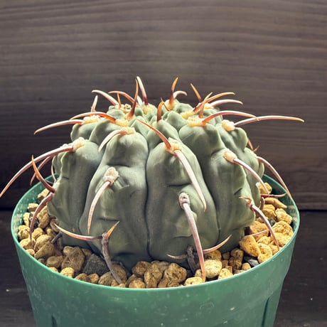 60、Gymnocalycium 一本刺バッテリー